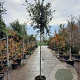 Quercus ilex 14-16 HO 35L