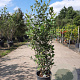 Quercus ilex 100-125 cm 10L