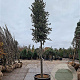 Quercus ilex 180 cm stam container 25-30