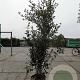 Quercus ilex 175-200 cm 30L