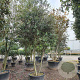 Quercus ilex 250-300 cm container meerstammig 