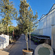 Quercus ilex 250-300 cm container meerstammig 