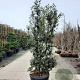 Quercus ilex 200-250 cm cont. 130L meerstammig