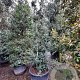 Quercus ilex 350-400 cm container meerstammig