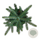 Picea pungens 'Super Blue' 30-40 cm 7,5L