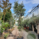 Quercus ilex 350-400 cm cont. 750L meerstammig