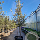 Quercus ilex 400-450 cm container struik