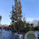 Quercus ilex 600-700 cm container meerstammig