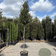 Quercus ilex 180 cm stam container 10-12 hoge lei