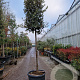 Quercus ilex 180 cm stam container 12-14