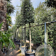 Quercus ilex 180 cm stam container 20-25