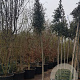 Quercus ilex 200 cm stam container 8-10
