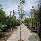 Quercus ilex 6-8 HO 35L