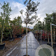 Quercus ilex 10-12 HO container lei 120x120