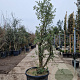 Quercus suber 200-250 cm cont. 150L meerstammig