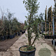 Quercus suber 200-250 cm cont. 150L meerstammig