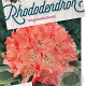 Rhododendron 'Virginia Richards' 60-70 cm 20L