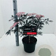 Sambucus nigra Black Lace 40-50 cm 5,0L