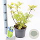 Sambucus nigra Golden Tower 30-40 cm 2,0L