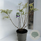 Sambucus nigra Golden Tower 40-50 cm 5,0L