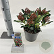 Skimmia j. Rubesta 20-25 cm 2,0L