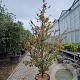 Sycopsis sinensis 200-250 cm cont. 70L