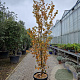 Sycopsis sinensis 250-300 cm cont. 70L