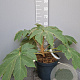 Tetrapanax papyrifer 'Rex' 40-60 cm 10L