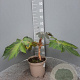 Tetrapanax papyrifer 'Rex' GM C5