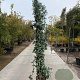Trachelospermum jasminoides 275-300 cm container