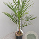 Trachycarpus fortunei 80-100 cm 6L