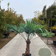 Trachycarpus fortunei 70 cm stam container
