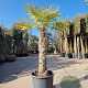 Trachycarpus fortunei 120 cm stam container