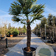 Trachycarpus fortunei 130 cm stam container