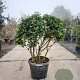 Viburnum tin. 'Eve Price' 80-100 cm 50L Parasol