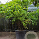 Wisteria sinensis 200-250 cm cont. 150L stam