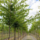 Zelkova serrata 250-300 cm container meerstammig 3 stam
