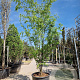 Zelkova serrata 350-400 cm container meerstammig