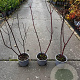 Cornus alba 'Kesselringii' 80-100 cm 2,0L