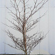 Cornus controversa 'Variegata' 200-250 cm container solitair