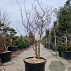 Cornus controversa 'Variegata' 250-300 cm container Multistam
