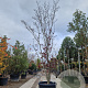 Cornus florida rubra 300-350 cm cont. 110L