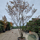 Cornus florida rubra 350-400 cm cont. 230L meerstammig
