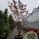 Cornus florida rubra 400-450 cm container
