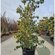 Cornus hongkongensis 200-250 cm container meerstammig