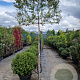 Elaeagnus ebbingei 6-8 cm container 200 cm stam leiboom