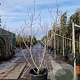 Ficus carica 200-250 cm container meerstammig extra