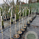 Ficus carica 100 cm stam container 8-10
