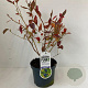 Vaccinium c. 'Goldtraube 23' 30-40 cm 3,0L