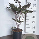Actaea simp. 'Brunette' GM 2,0L